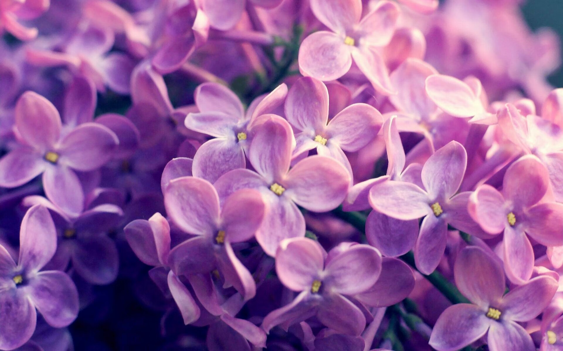 NBA球队教练更替对战术体系稳定性的影响,nba教练组成员