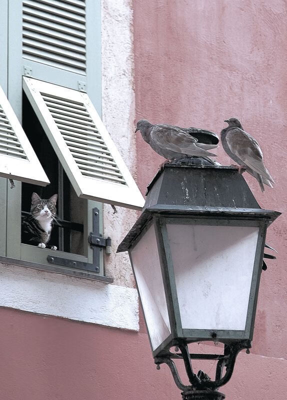 NBA球队教练风格解读,nba球队教练权利大吗