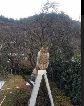 NBA球队教练风格解读,nba球队教练权利大吗