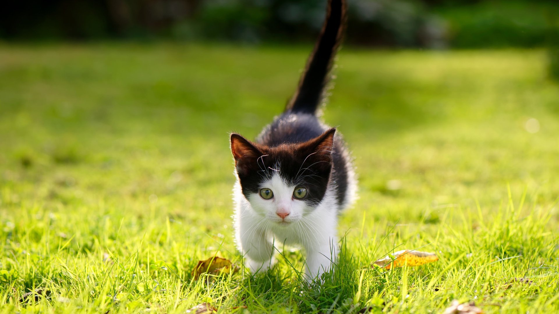 体育社会责任报告发布强调可持续发展,社会体育发展简况