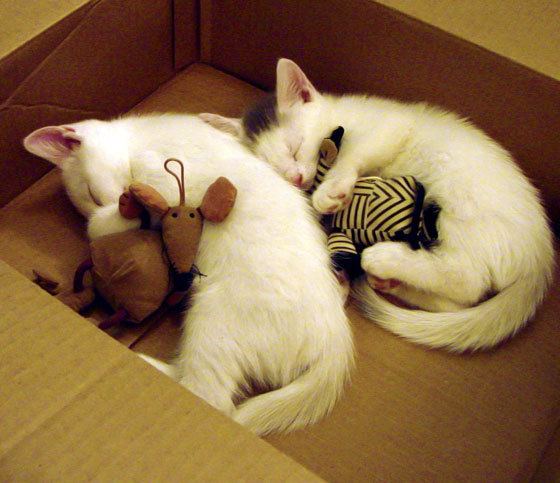 校园足球训练缺乏数据驱动机制,校园足球存在的问题及其解决方法