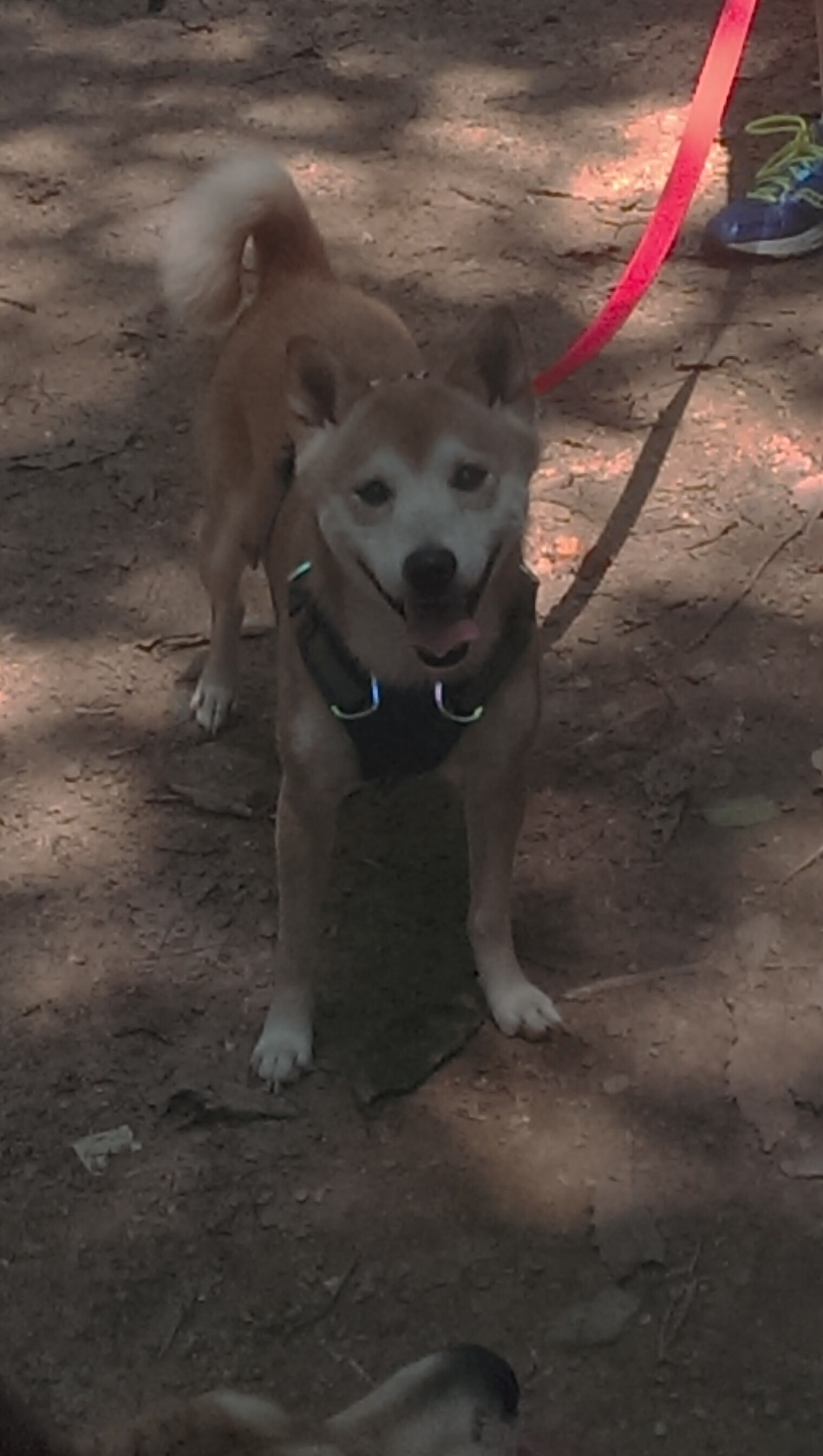 中国足球联赛俱乐部投资环境逐步改善,中国足球俱乐部改革