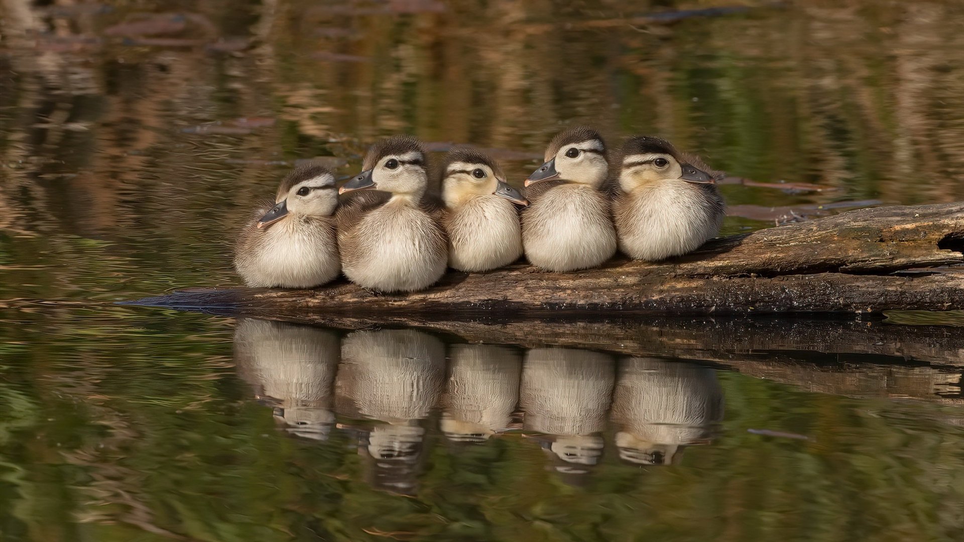 篮球媒体融合发展加快传统栏目转型短视频节目拓展粉丝