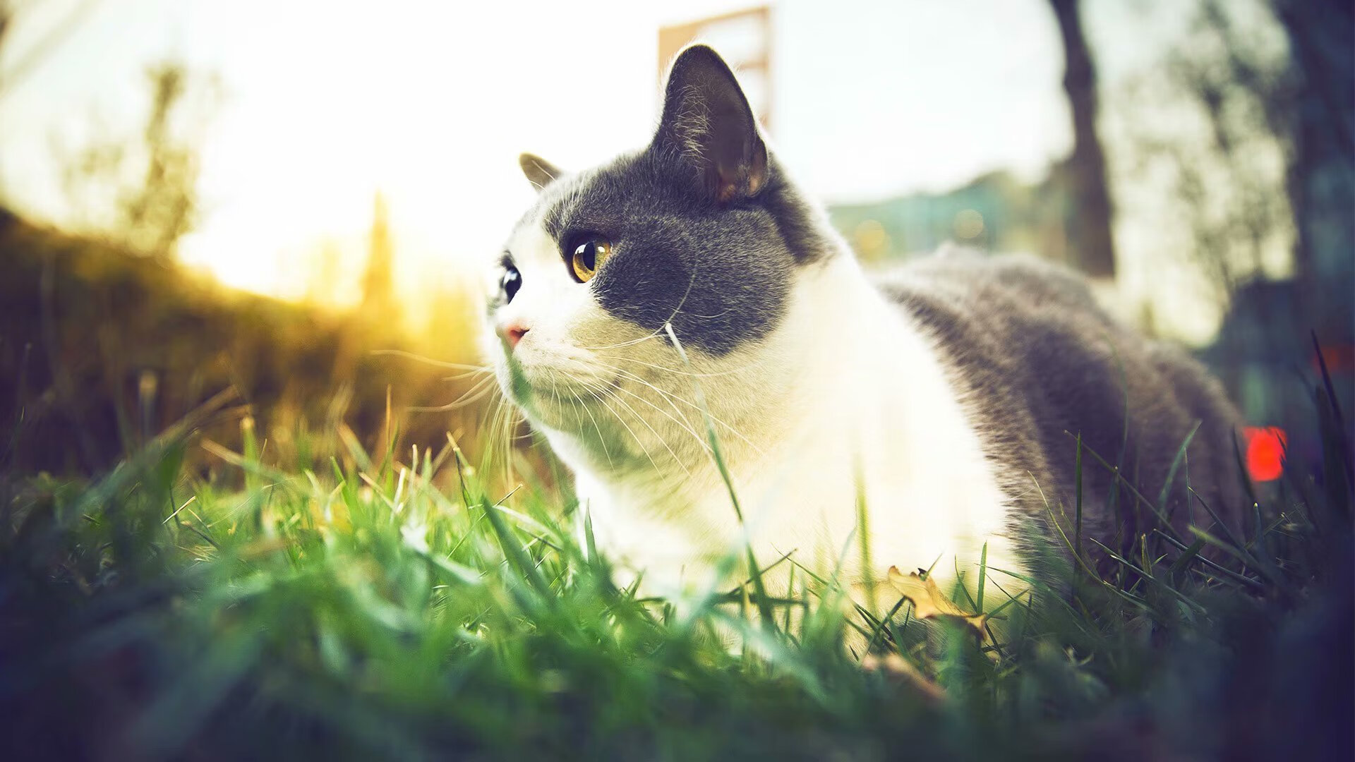 开云体育-西亚卡姆单打能力增强猛龙进攻更具威胁，西亚卡姆打的什么位置