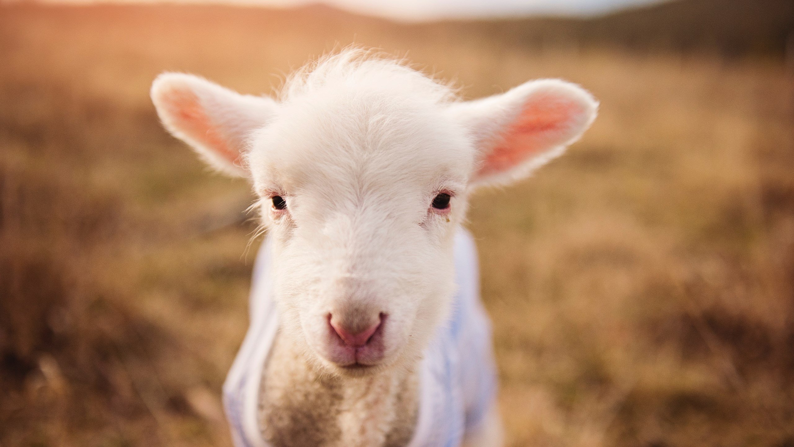 开云体育登录入口-中国篮球赛事摄影师的职业发展现状，篮球摄影大赛获奖作品