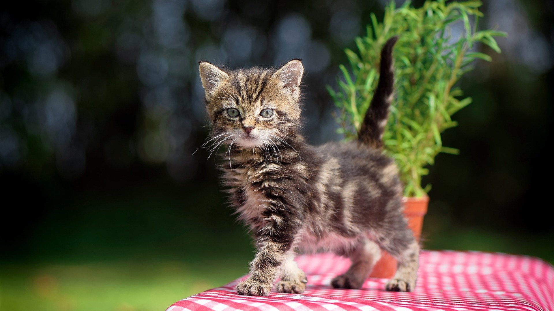 开云体育app入口-俱乐部推动“青少年+绿色生态+科技创新”多渠道融合，行业生态不断优化